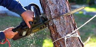 Best Tree Disease Treatment  in North Lakeport, CA