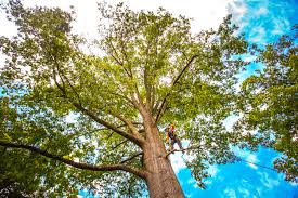 Best Seasonal Cleanup (Spring/Fall)  in North Lakeport, CA