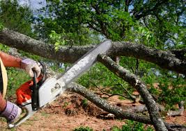 How Our Tree Care Process Works  in  North Lakeport, CA