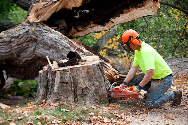 Best Storm Damage Tree Cleanup  in North Lakeport, CA