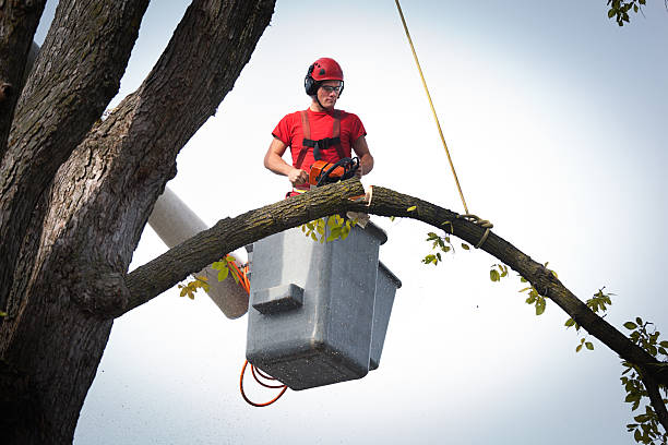 Best Tree Maintenance Programs  in North Lakeport, CA