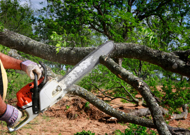 Reliable North Lakeport, CA Tree Services Solutions